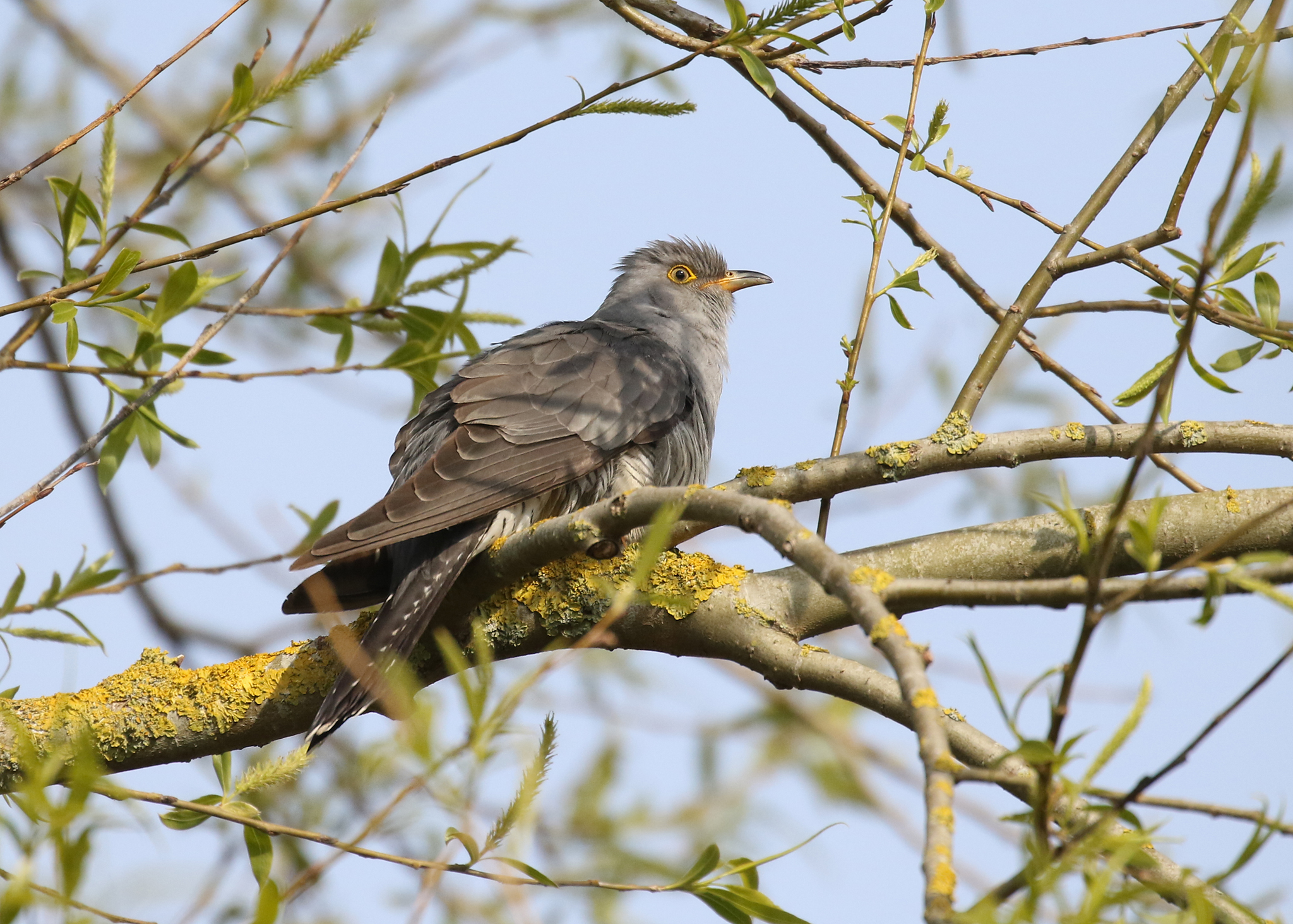 Cuckoo 0281