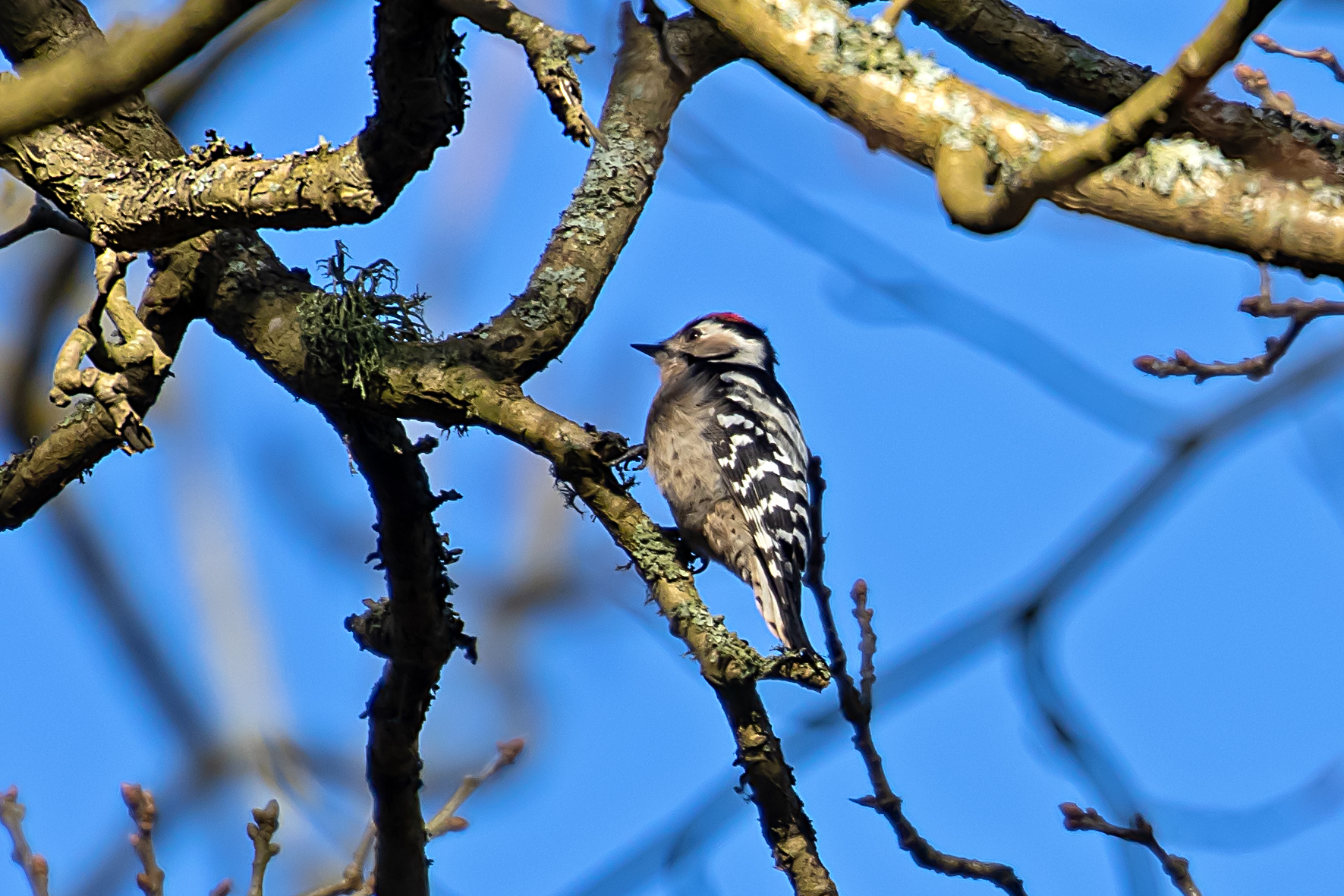 LesserSpottedWoodpecker126