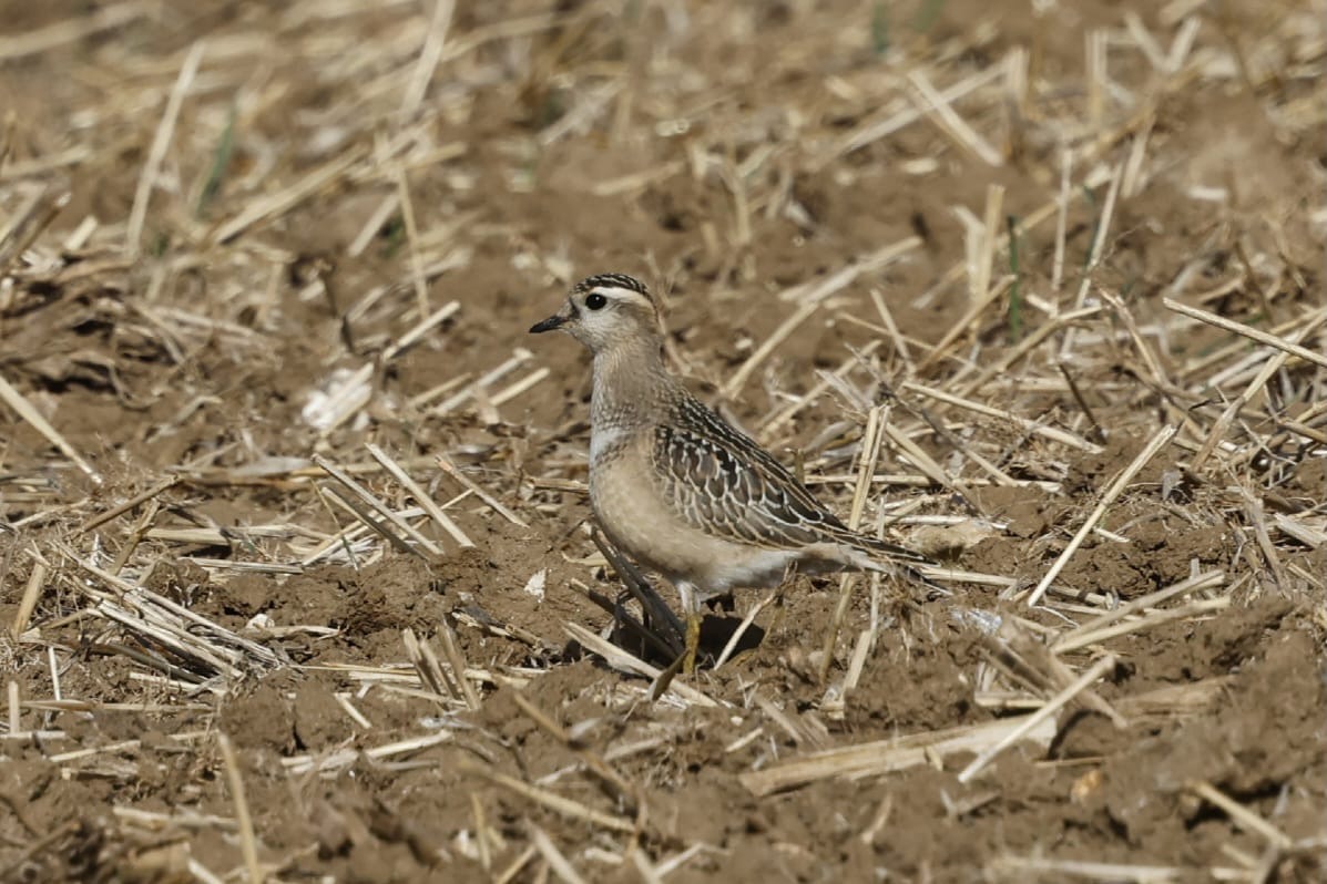 Dotterel 