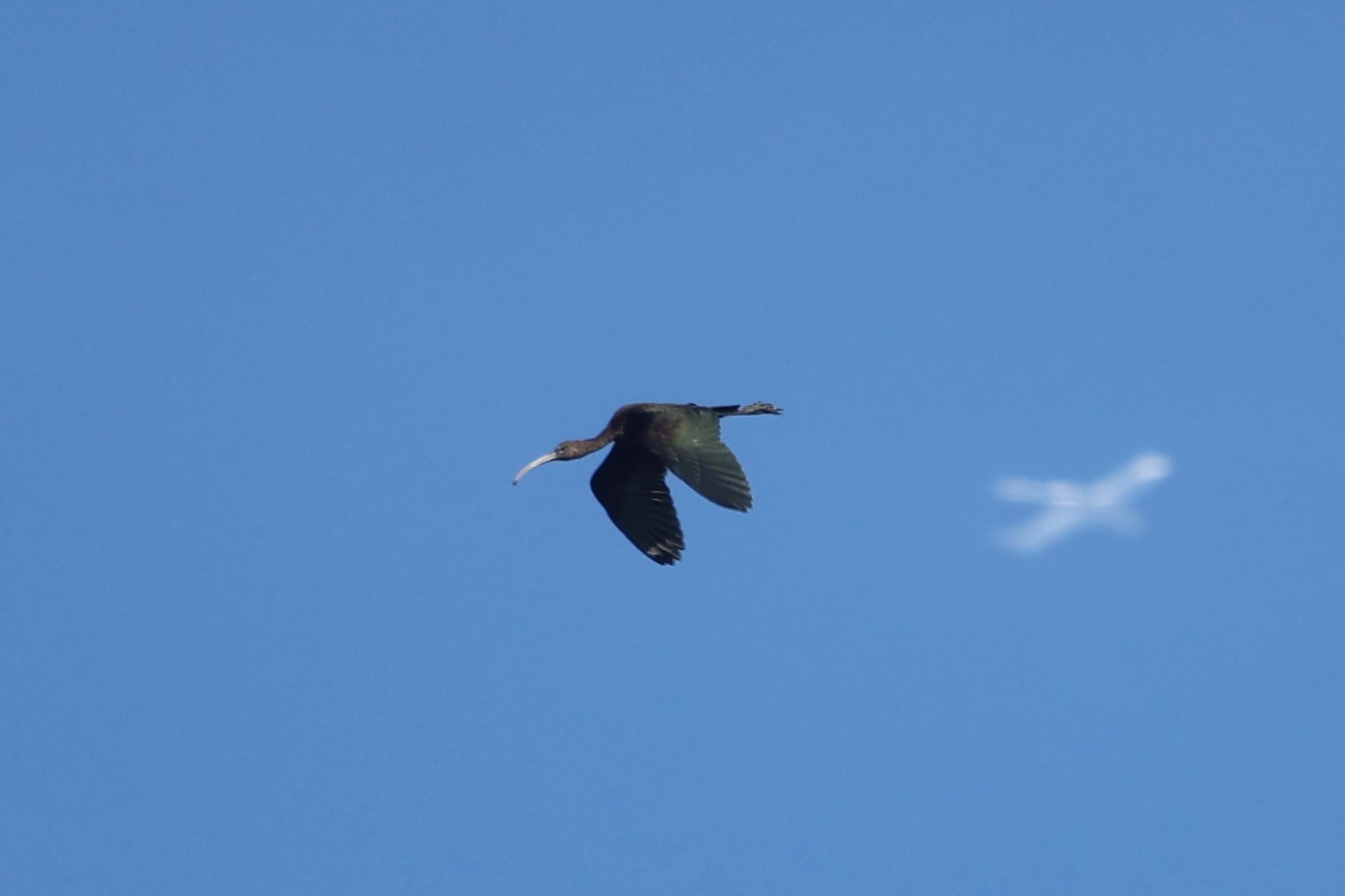 Glossy ibis