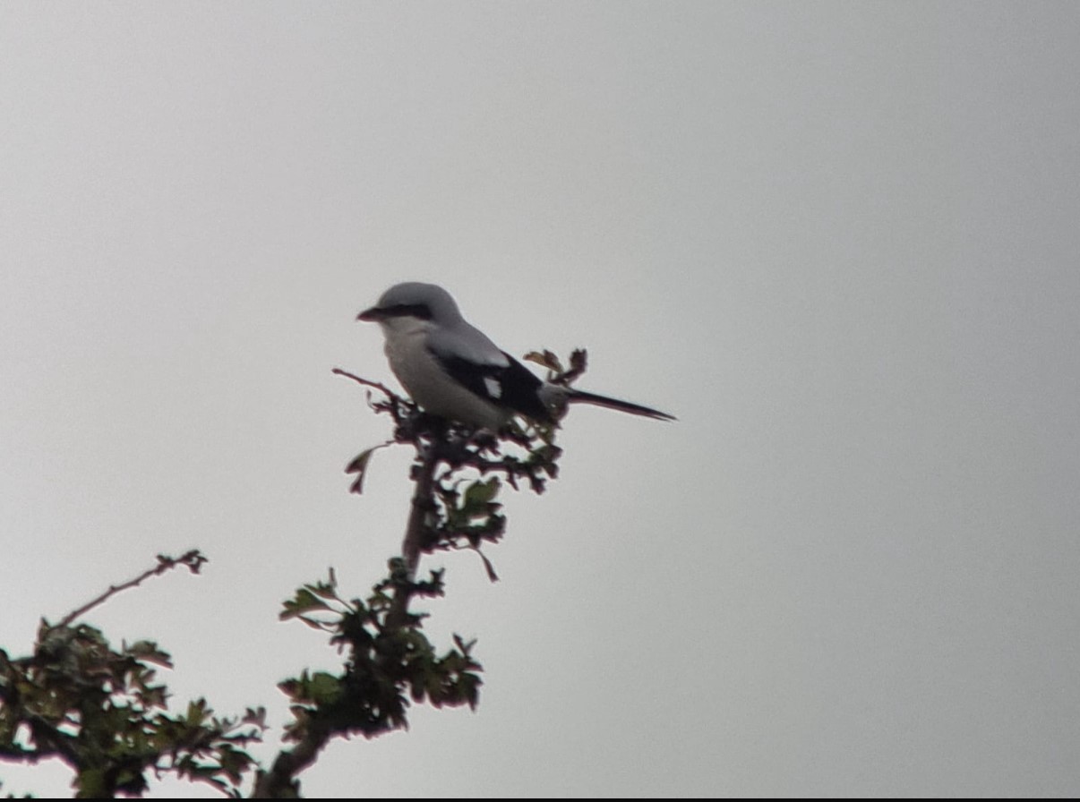 Great Grey shrike