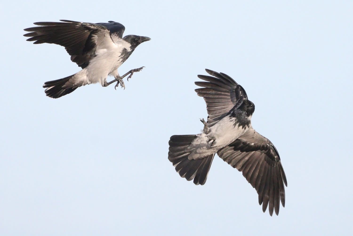 Hooded crow2