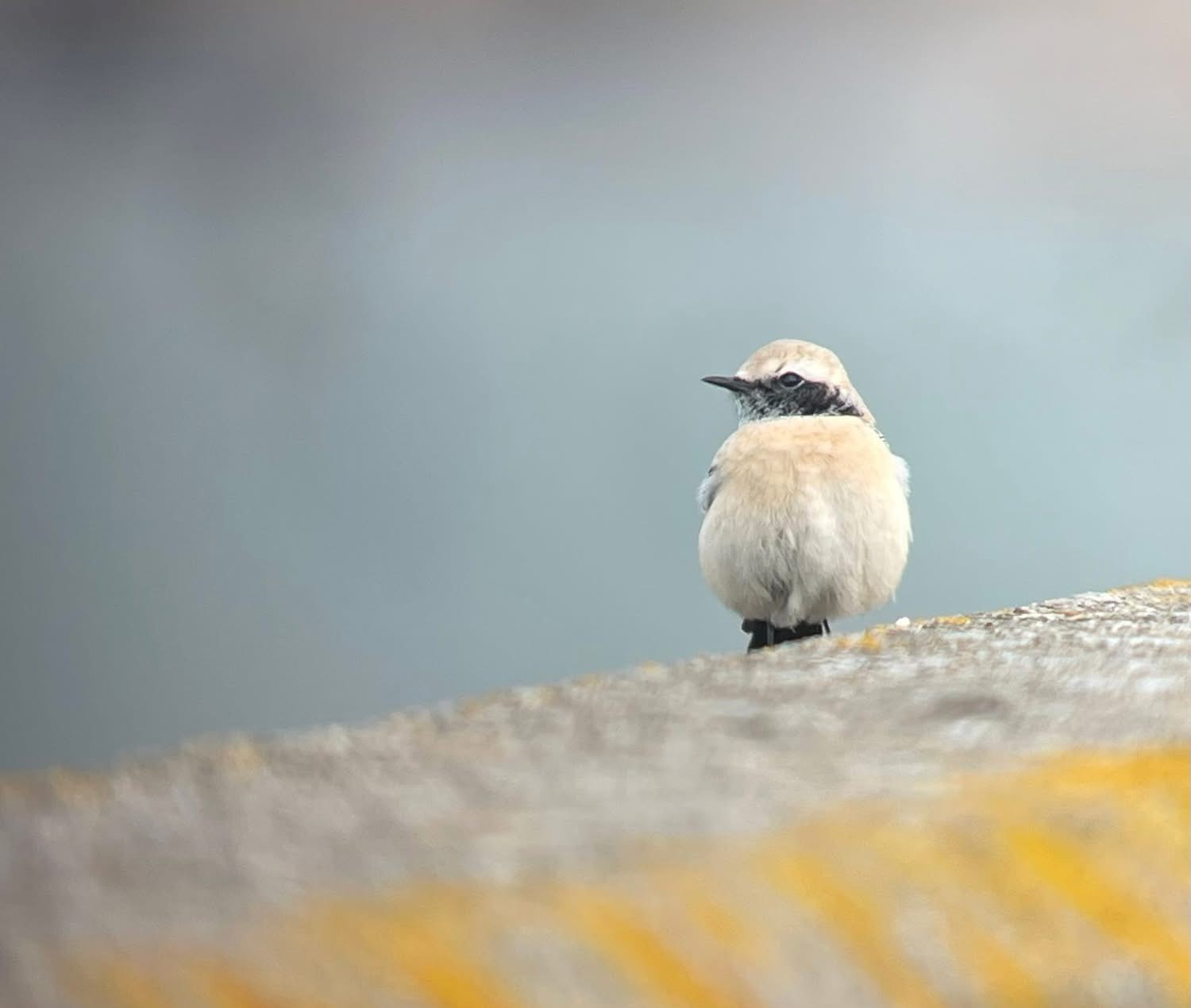 Desert Wheatear