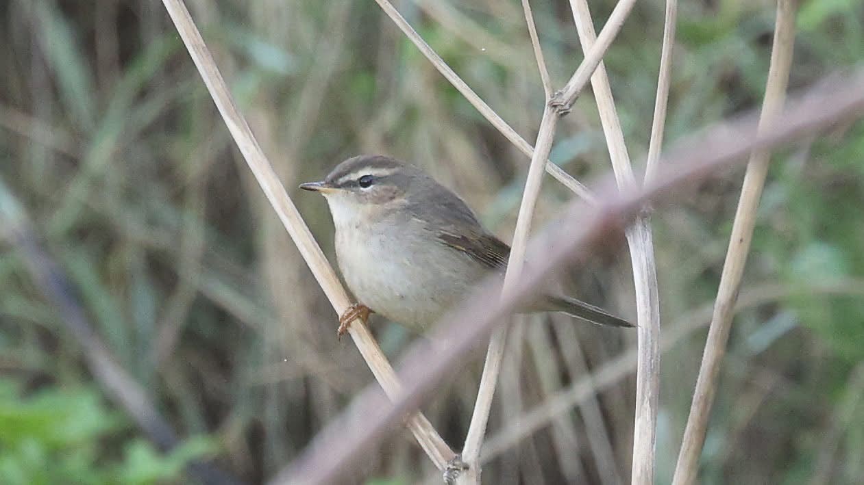 Dusky Warbler