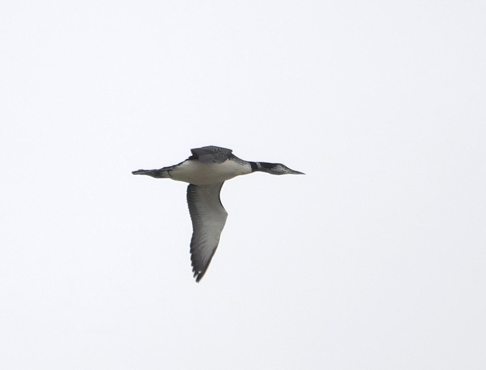 Great Northern Diver
