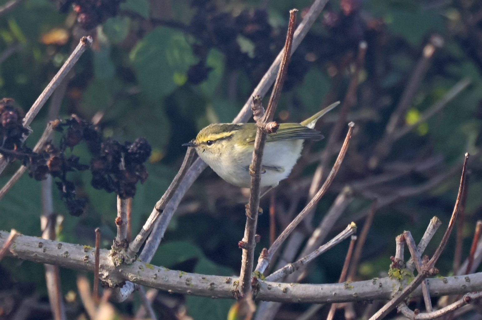 Pallass Warbler 3