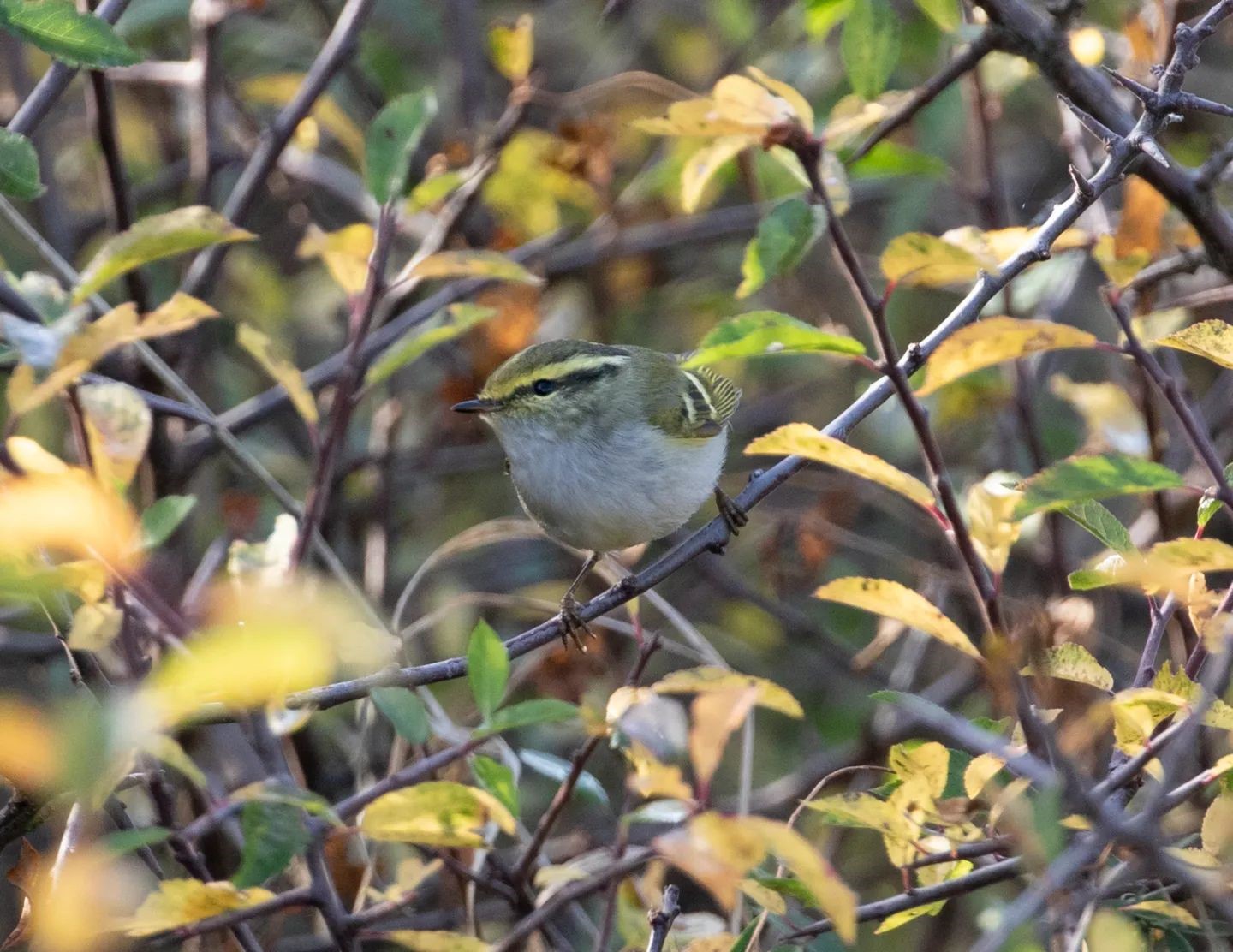 Pallass Warbler 4
