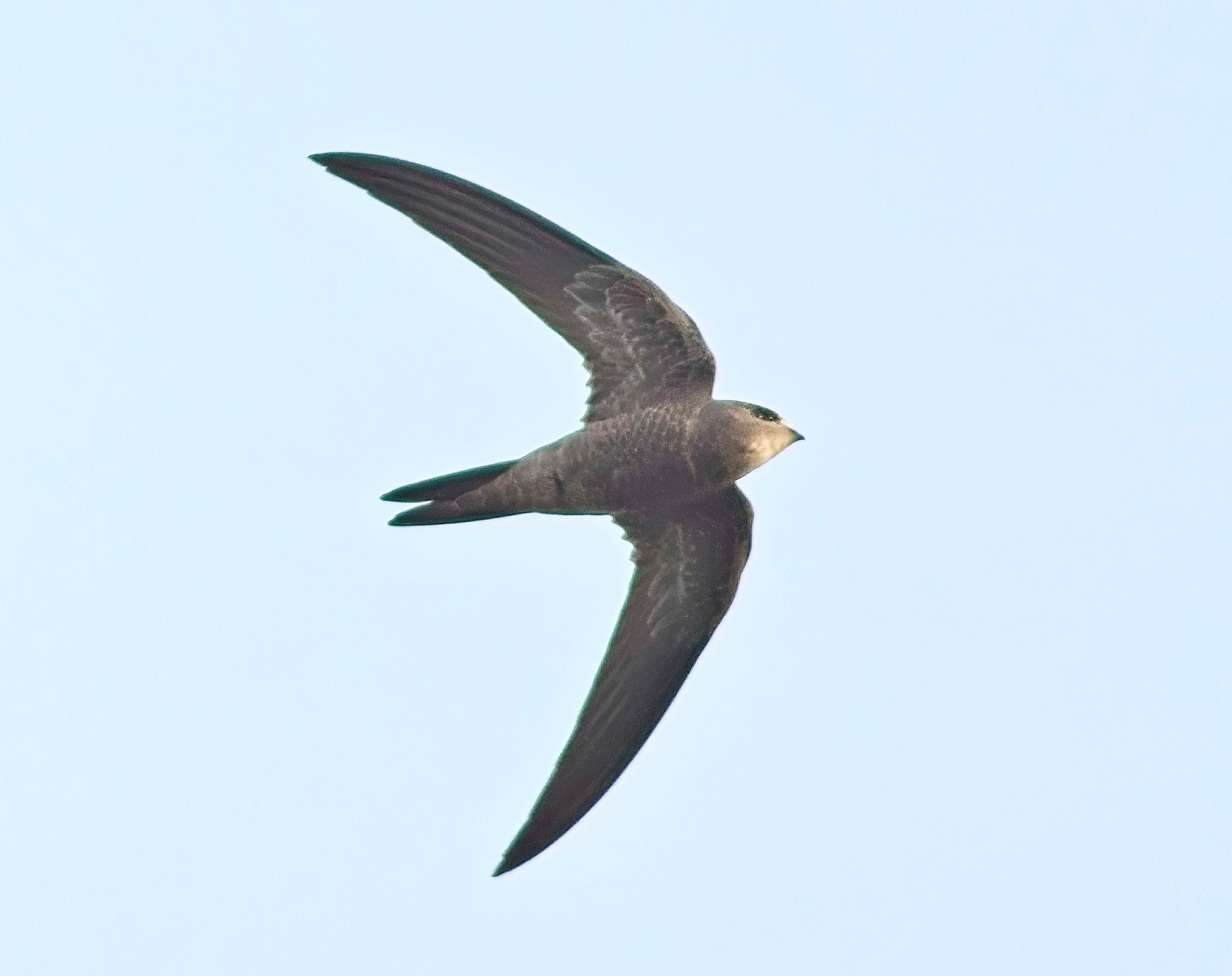 Pallid Swift
