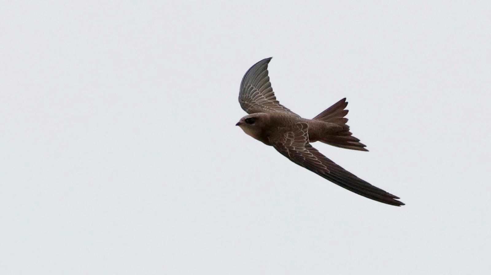 Pallid Swift 2