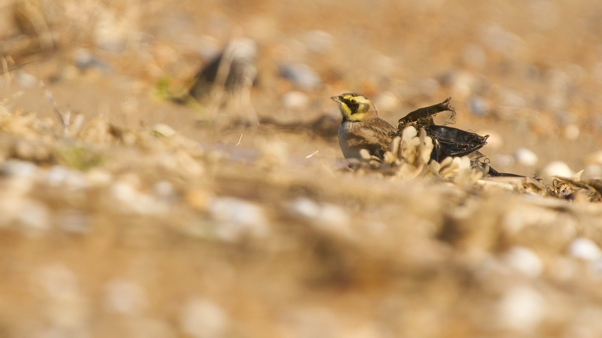 Shore Lark