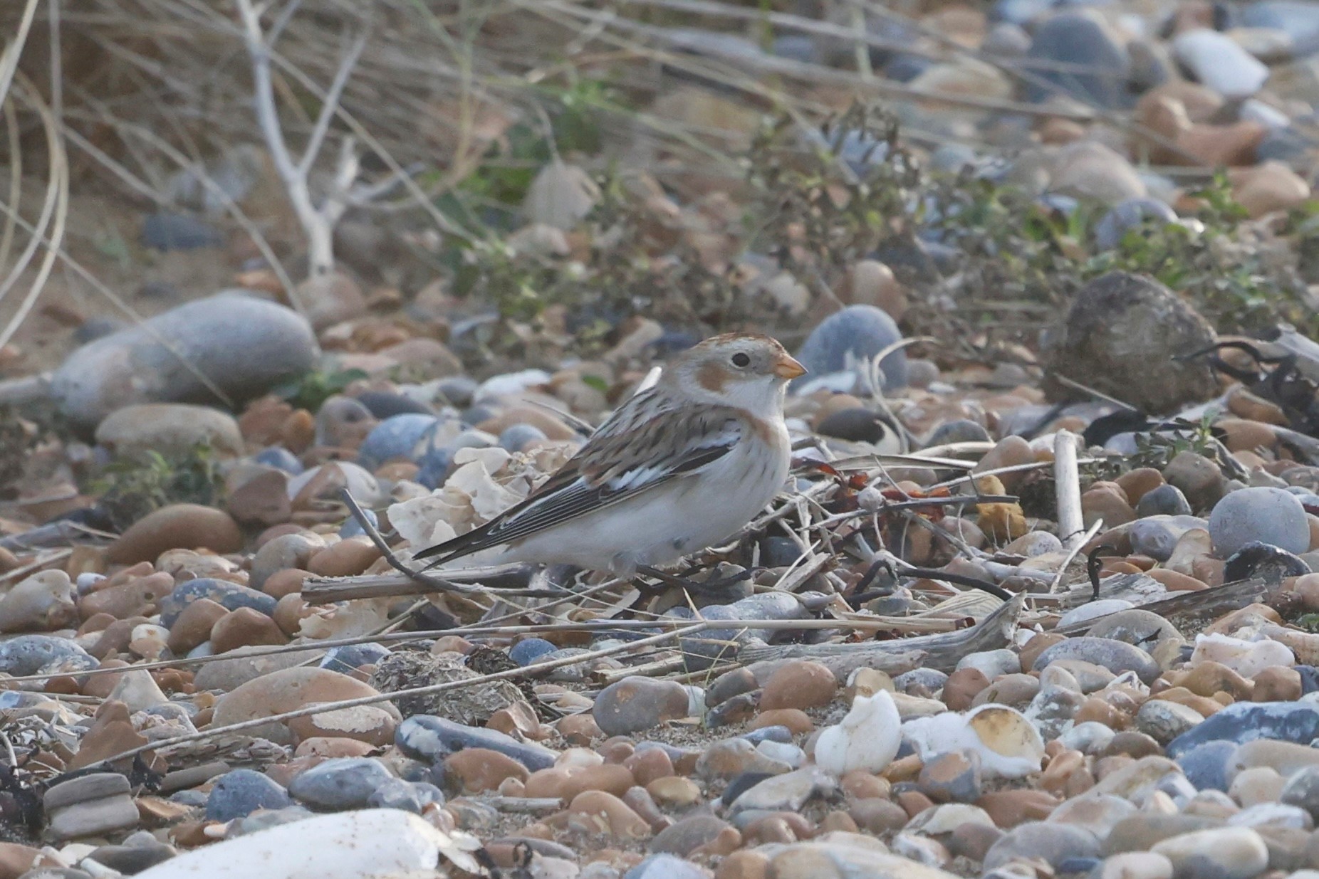 Snow bunting3
