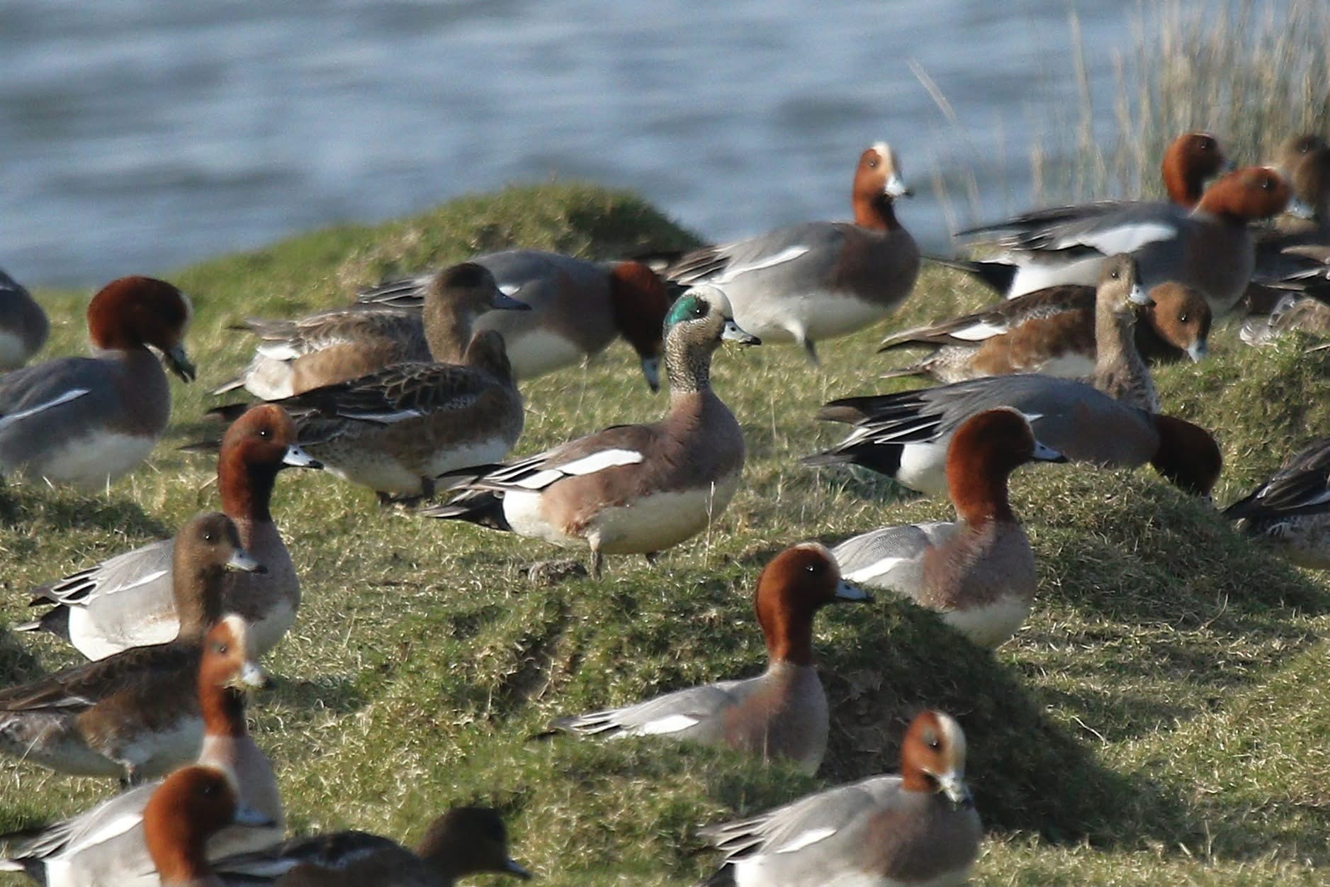American Wigeon Graham Parry