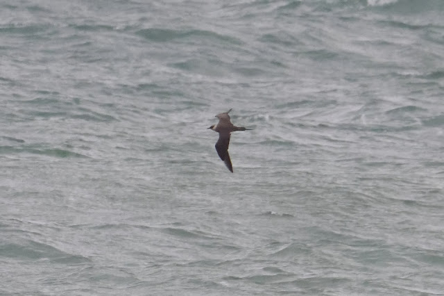 Arctic Skua Martin Casemore