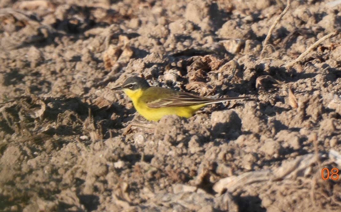 Blue headed Wagtail John Carnell