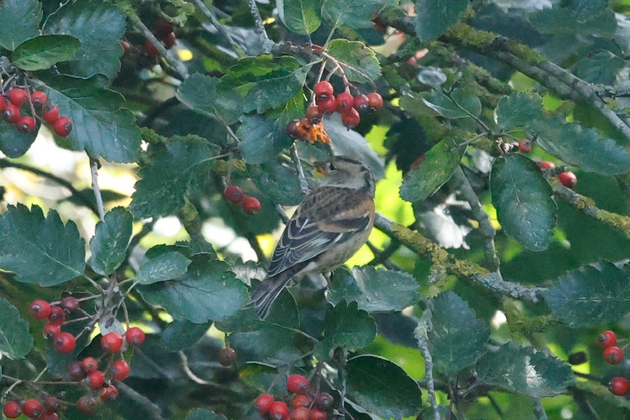 Brambling Peter Eerdmans