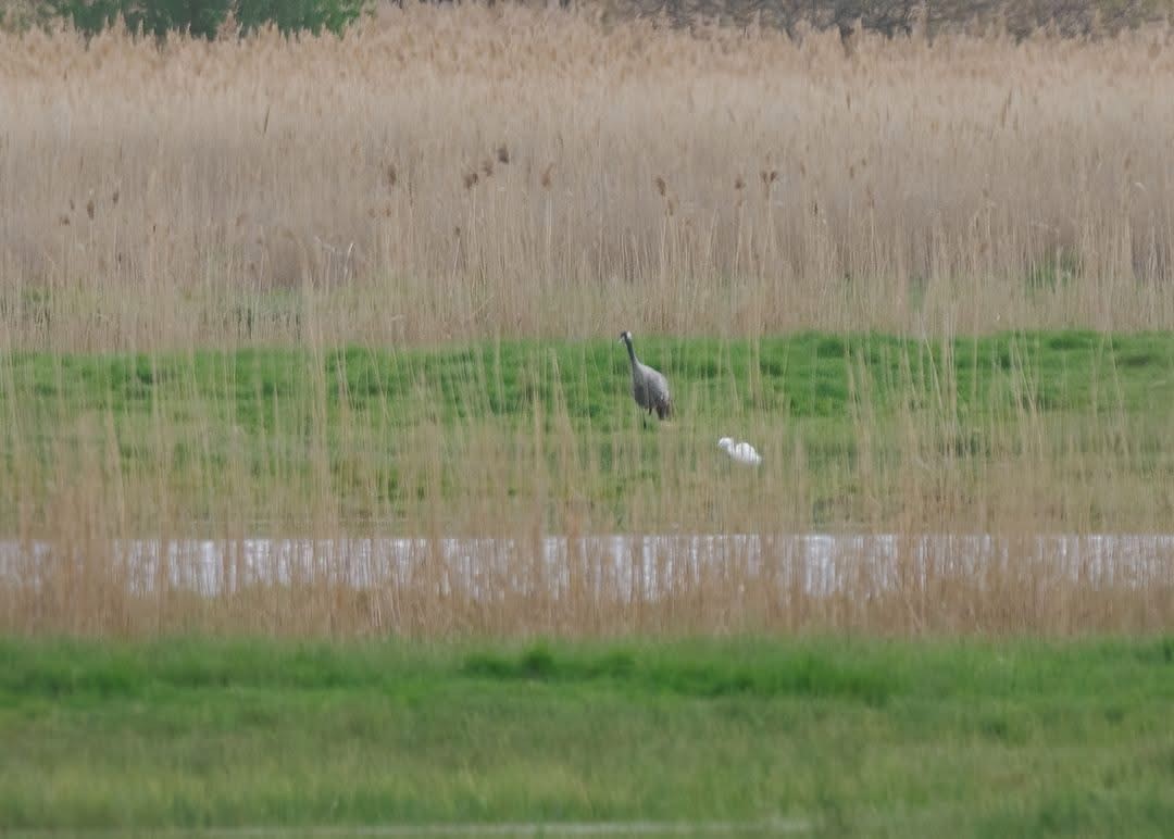 Common Crane Mark Chidwick