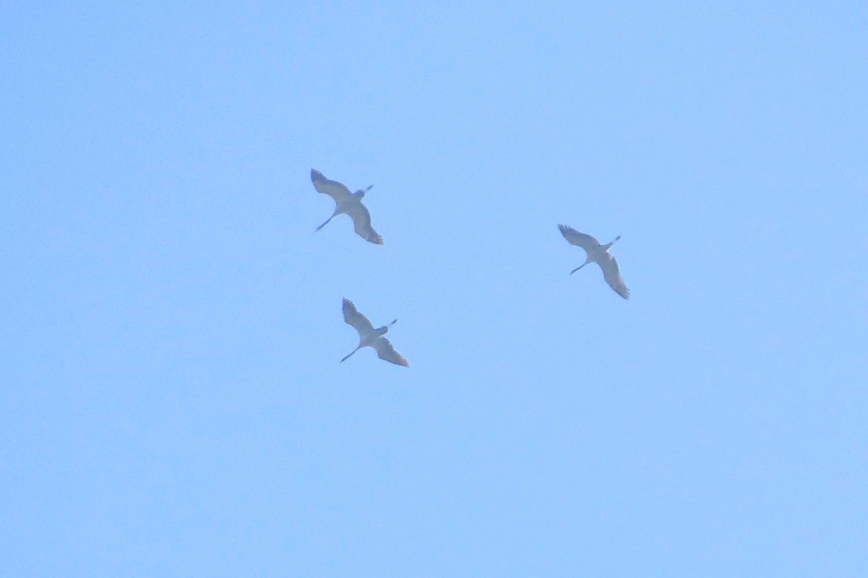 Common Crane Tom Cackett