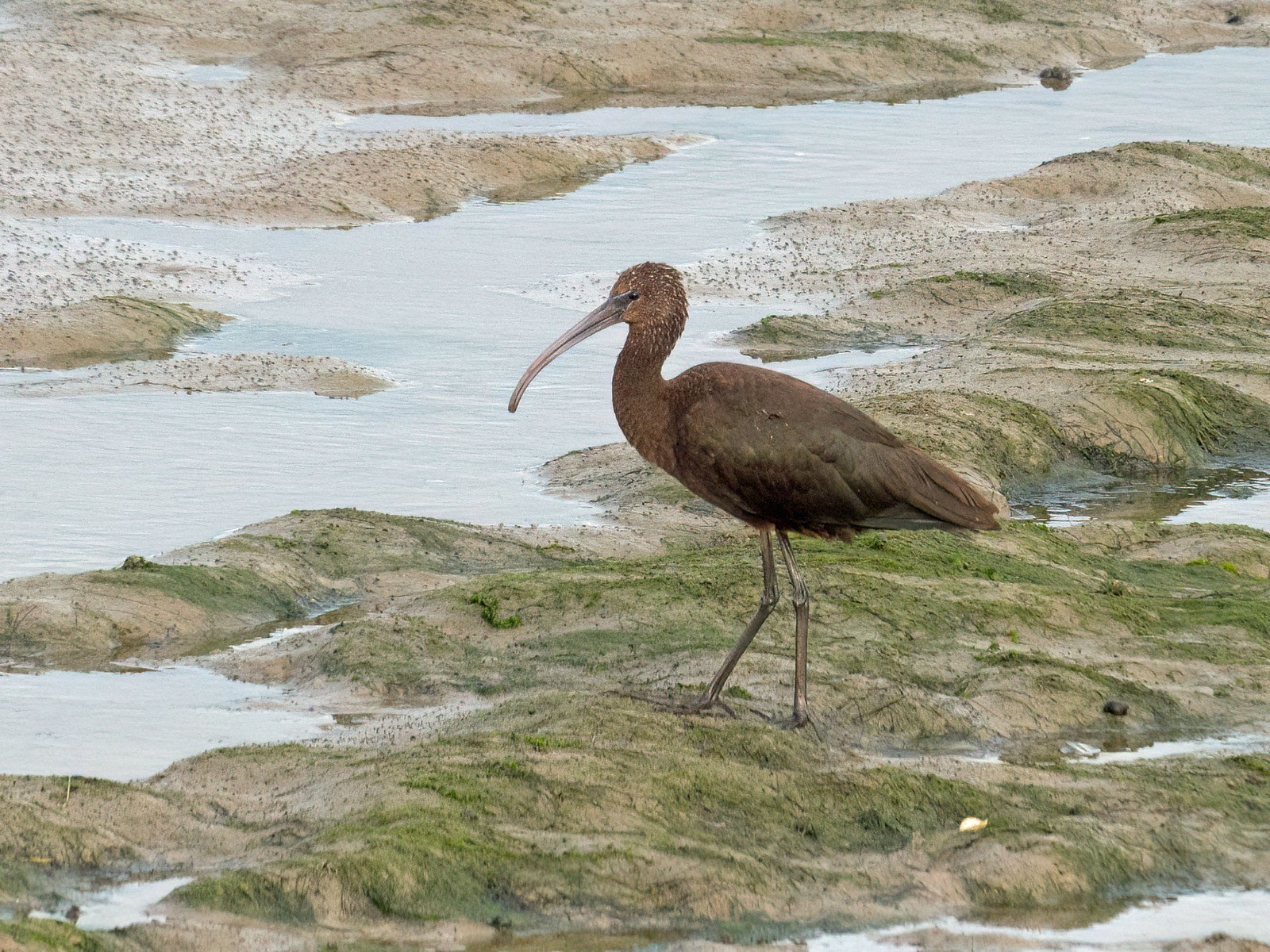 Glossy Ibis Mike Gould