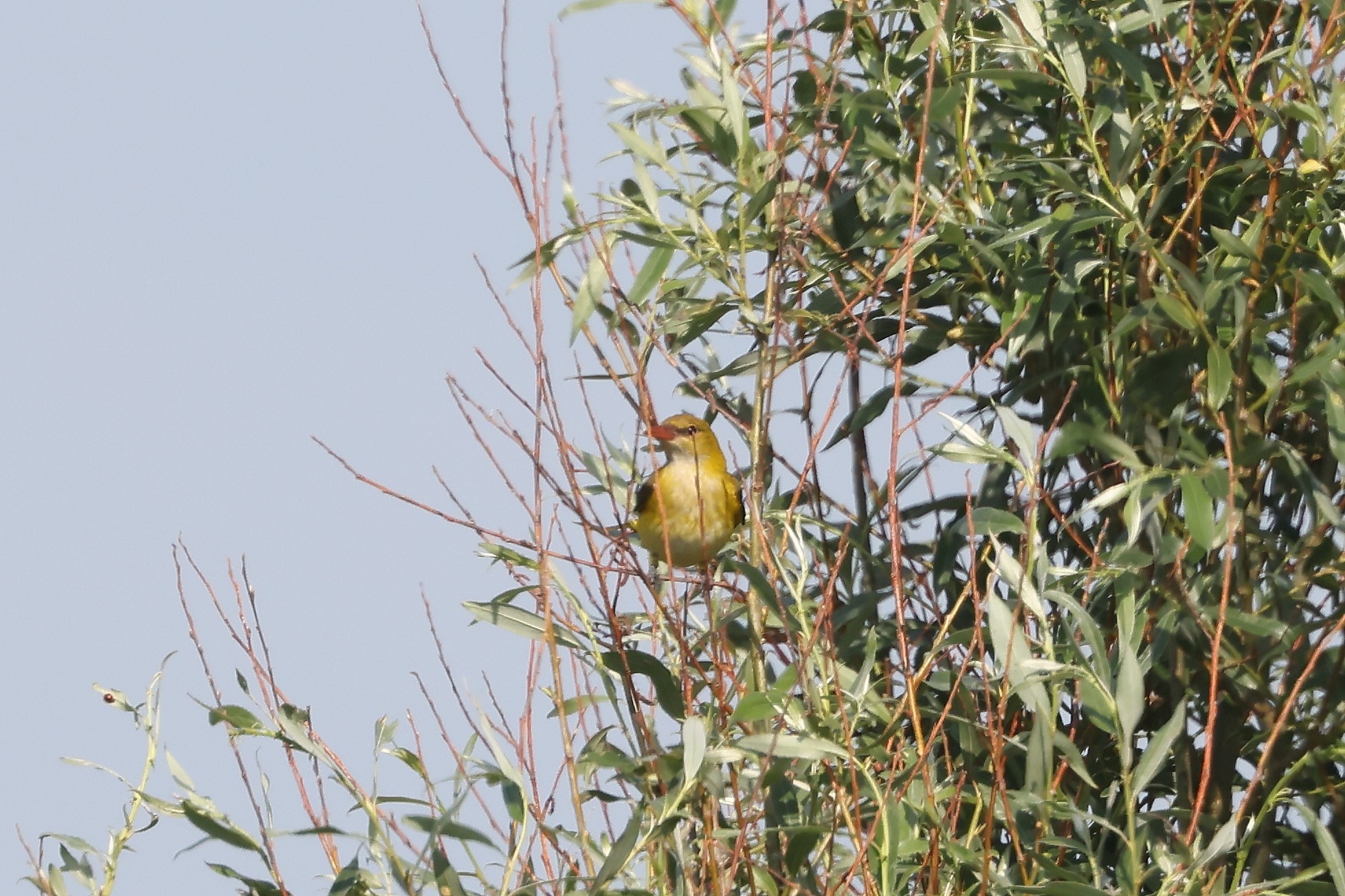 Golden Oriole Martin Casemore