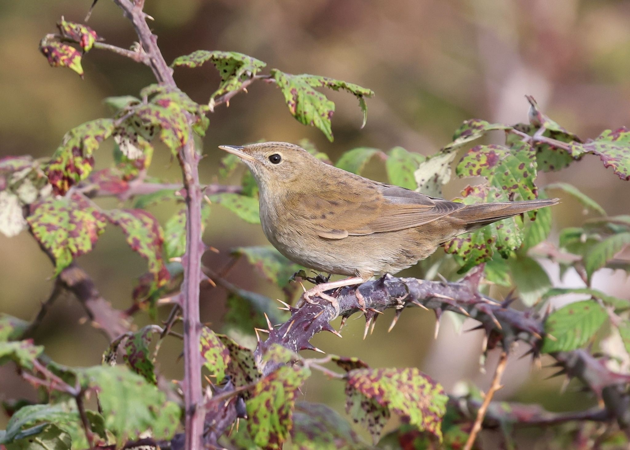 Grasshopper Warbler Brendan Ryan