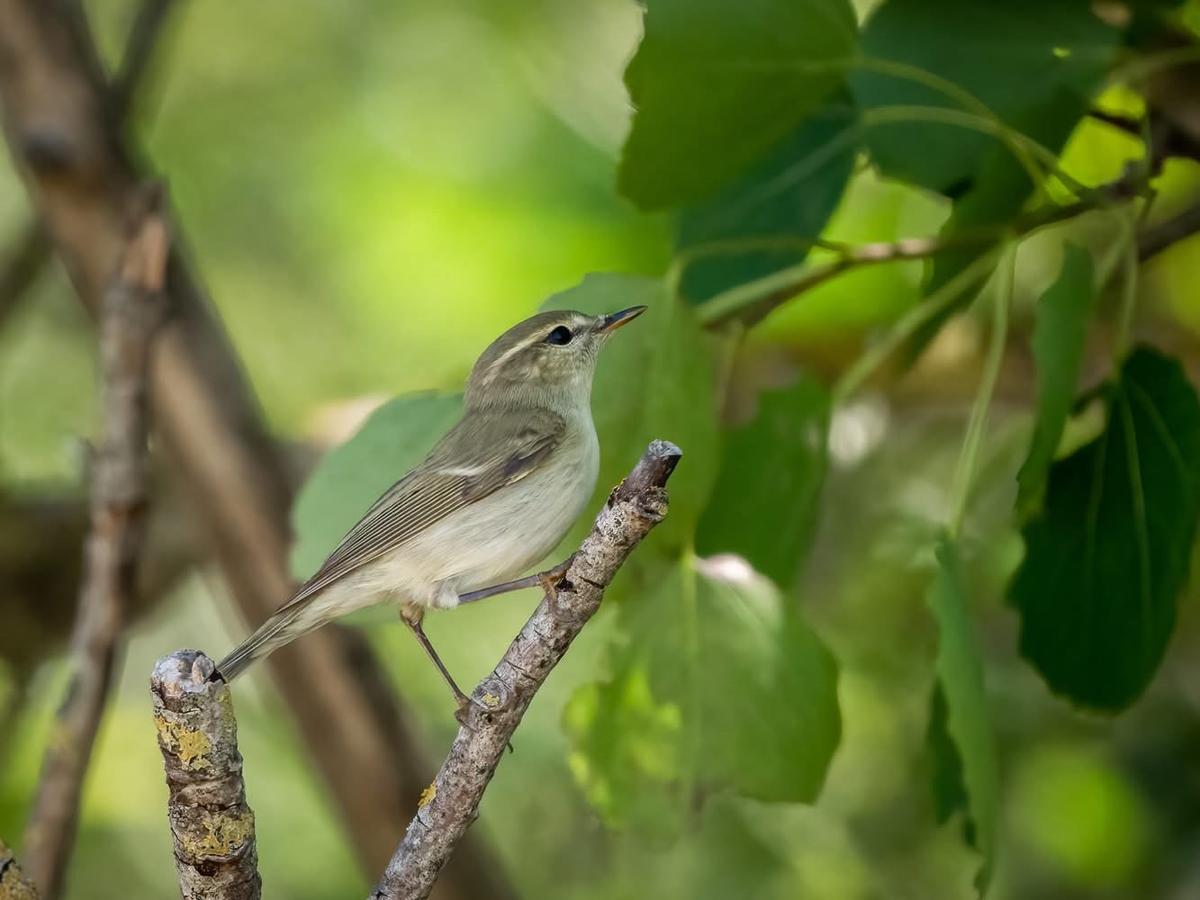 Greenish Warbler Terry Laws