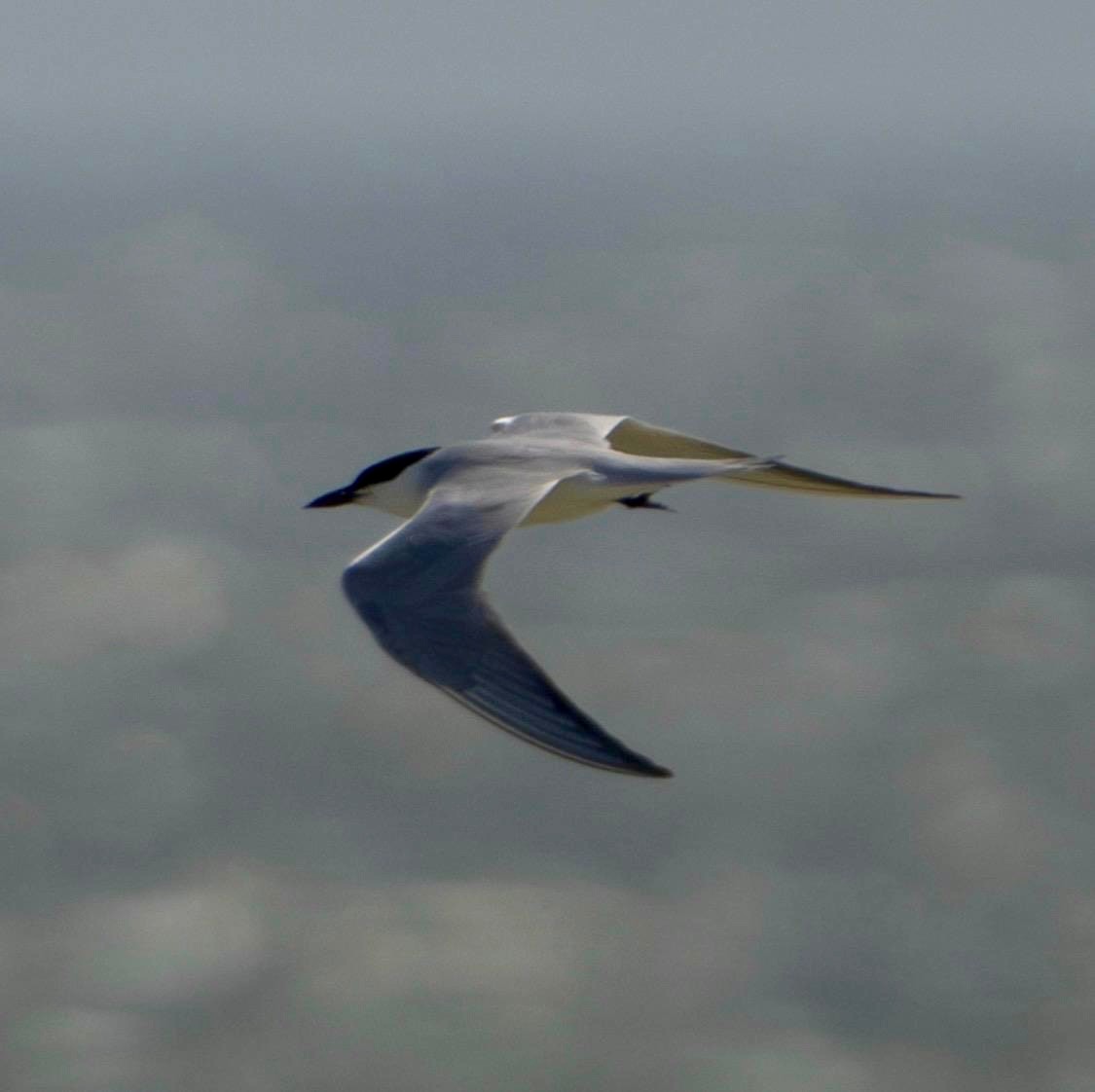 Gull billed Tern Jamie Fisk