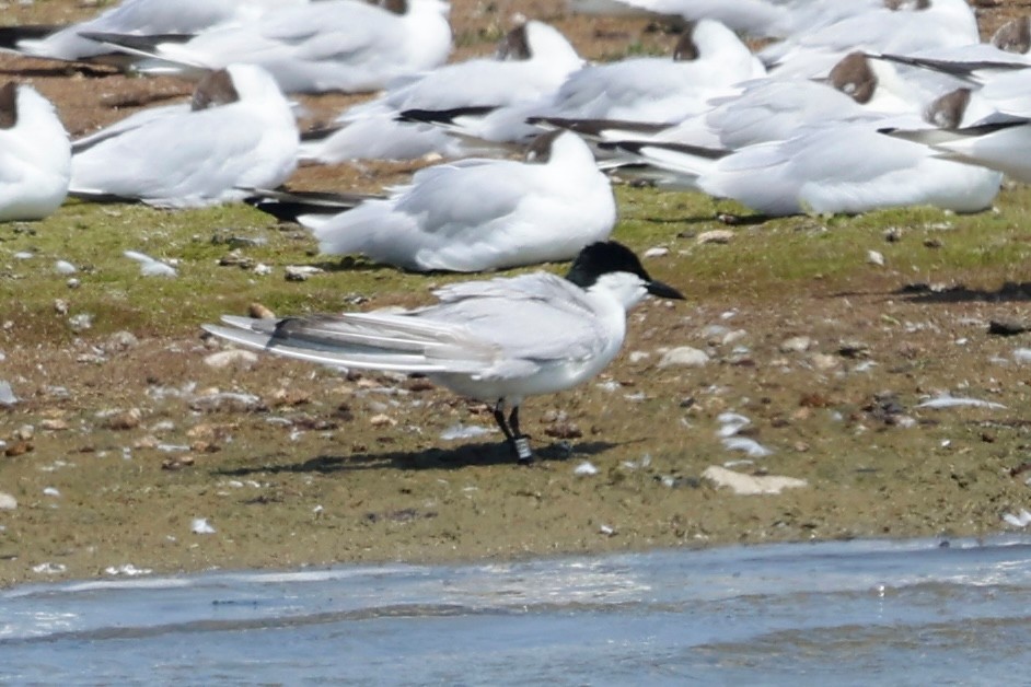 Gull billed Tern 1 Peter Eerdmans