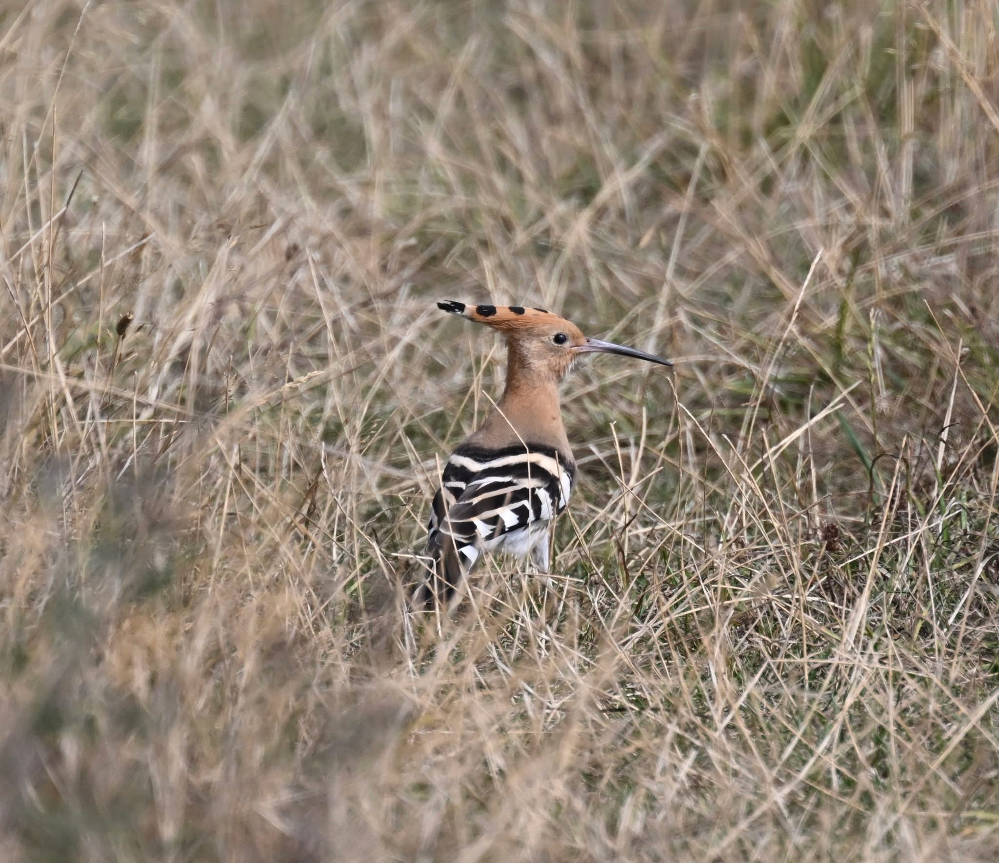 Hoopoe_-_Russ_Blackman