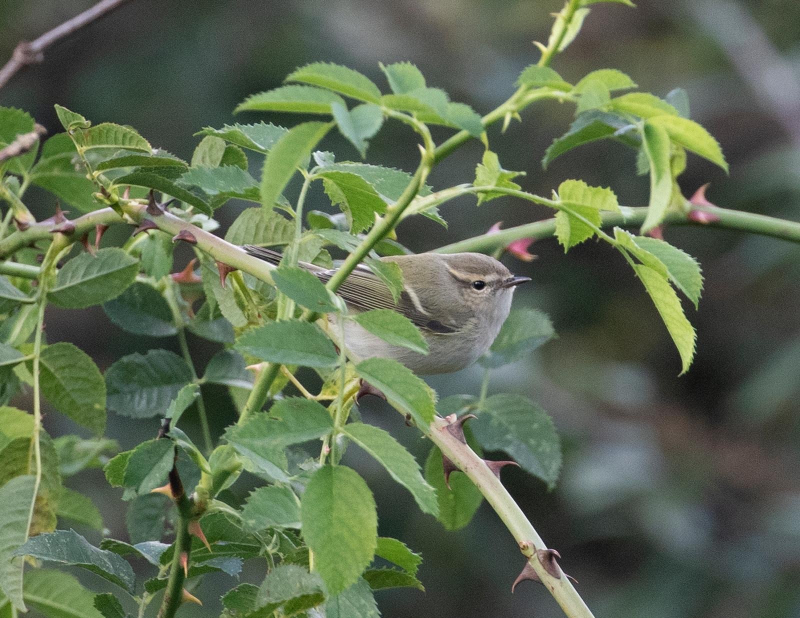 Humes Warbler Jamie Partridge