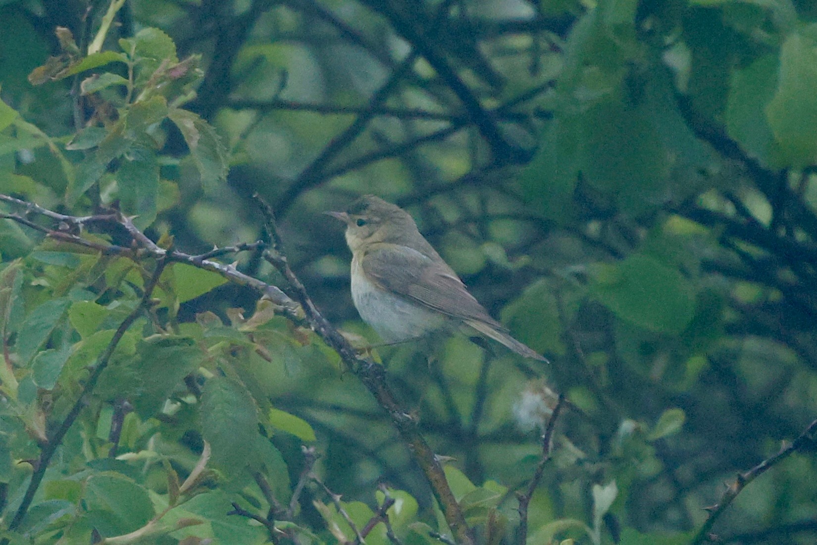 Iberian Chiffchaff Peter Eerdmans