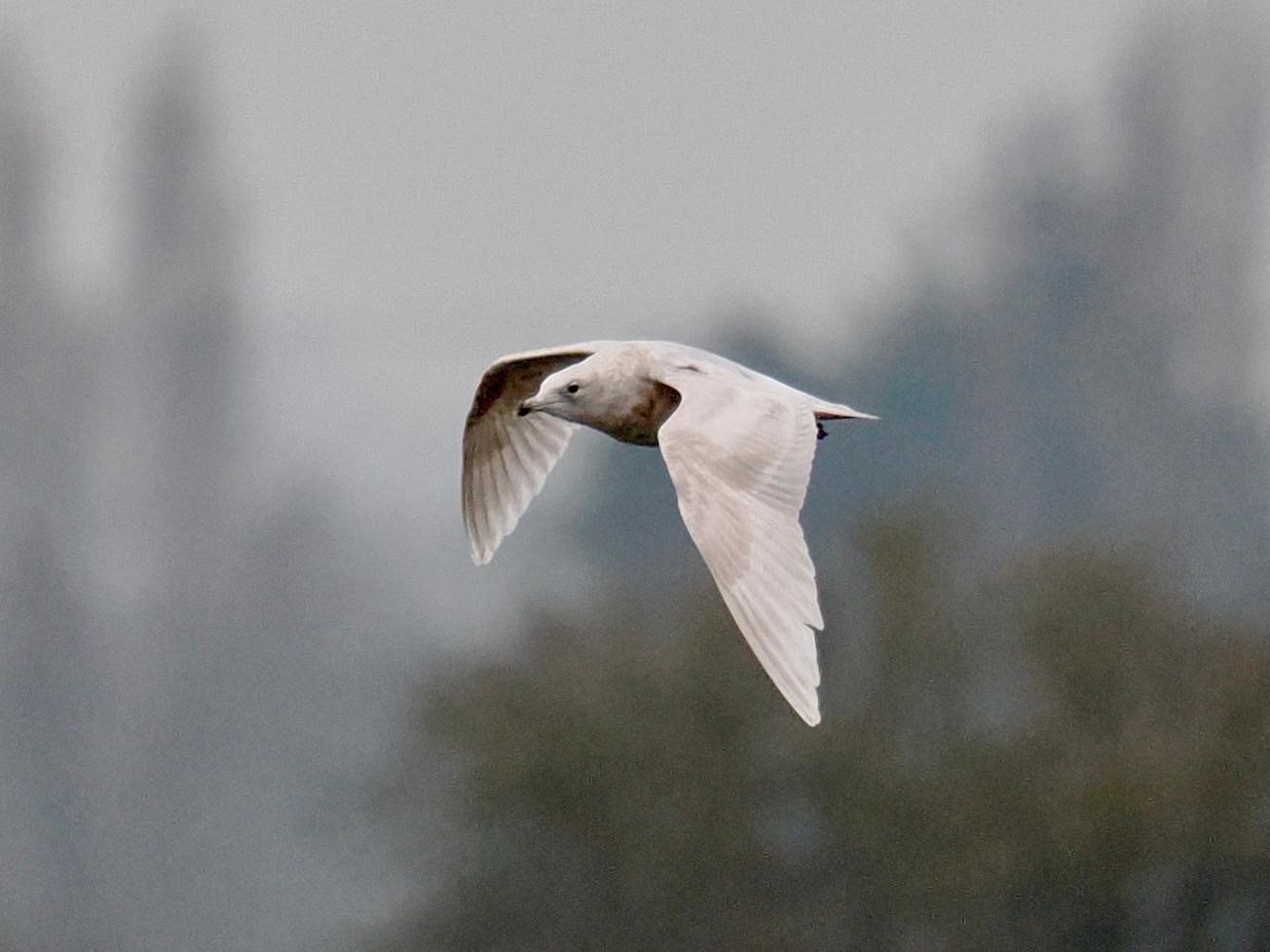 Kumliens Iceland Gull Rob Rackliffe