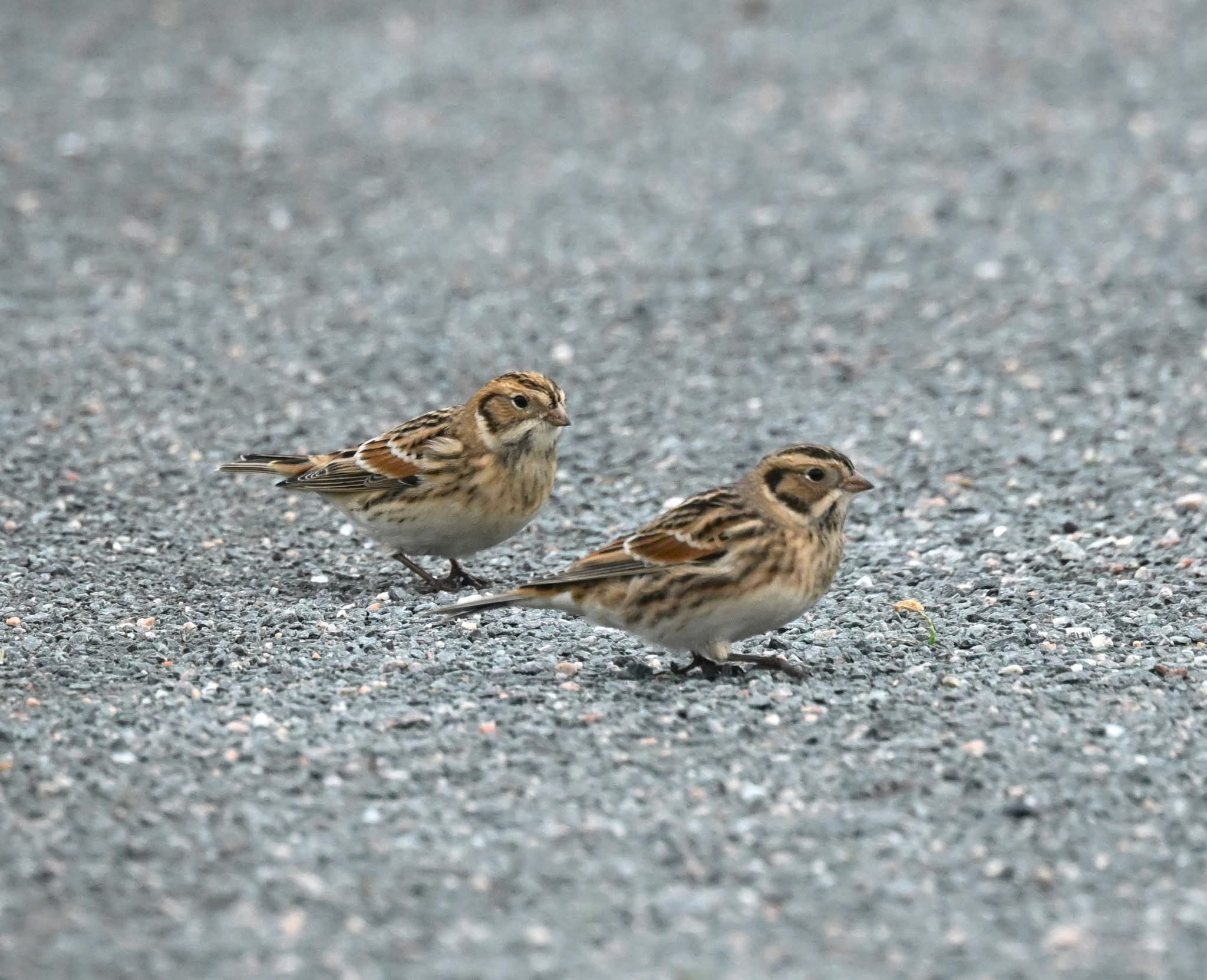 Lapland Bunting Russ Blackman