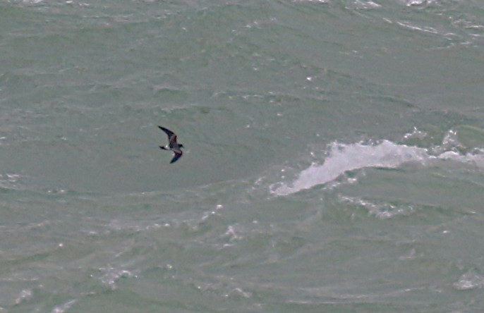 Leachs Petrel Sean Clancy