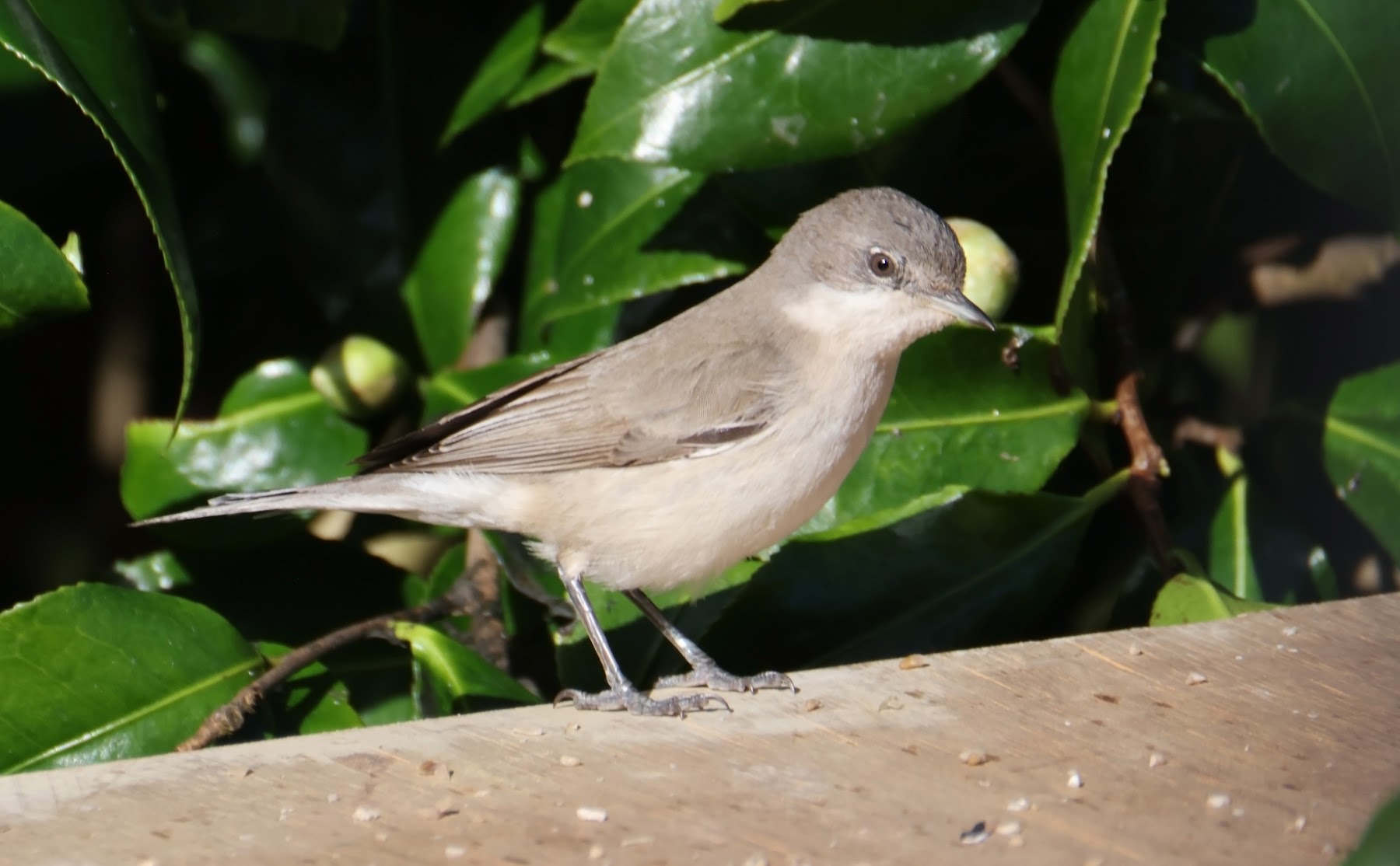 Lesser Whitethroat halimodendri Martin Casemore