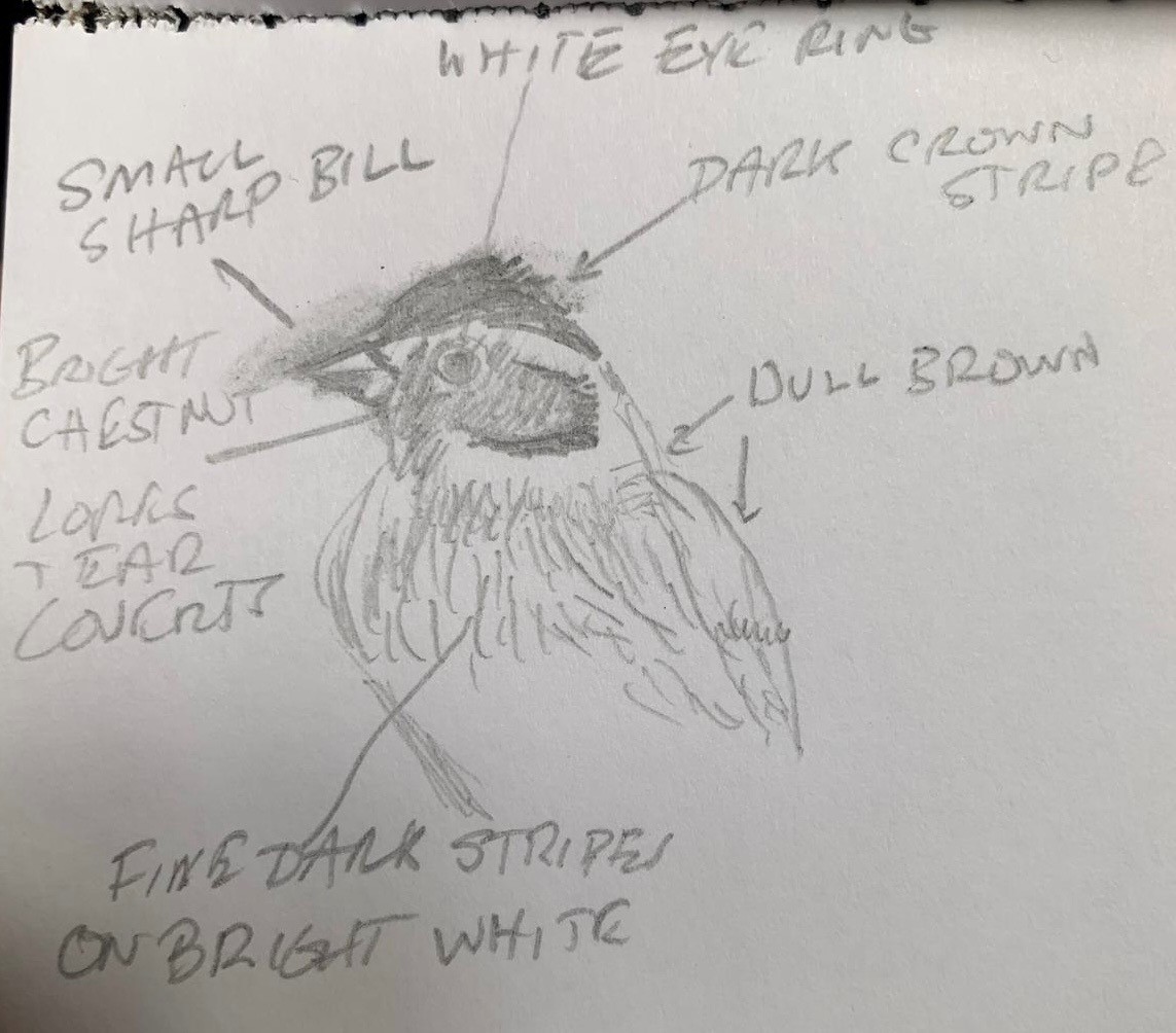 Little Bunting drawing John Carnell2