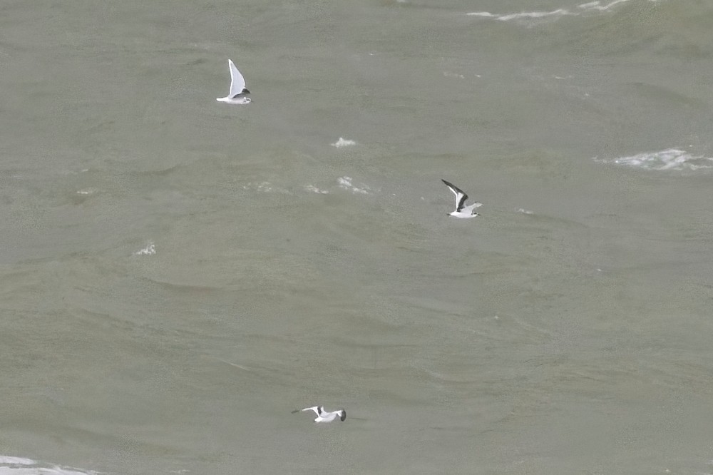 Little Gull Kenton Evans