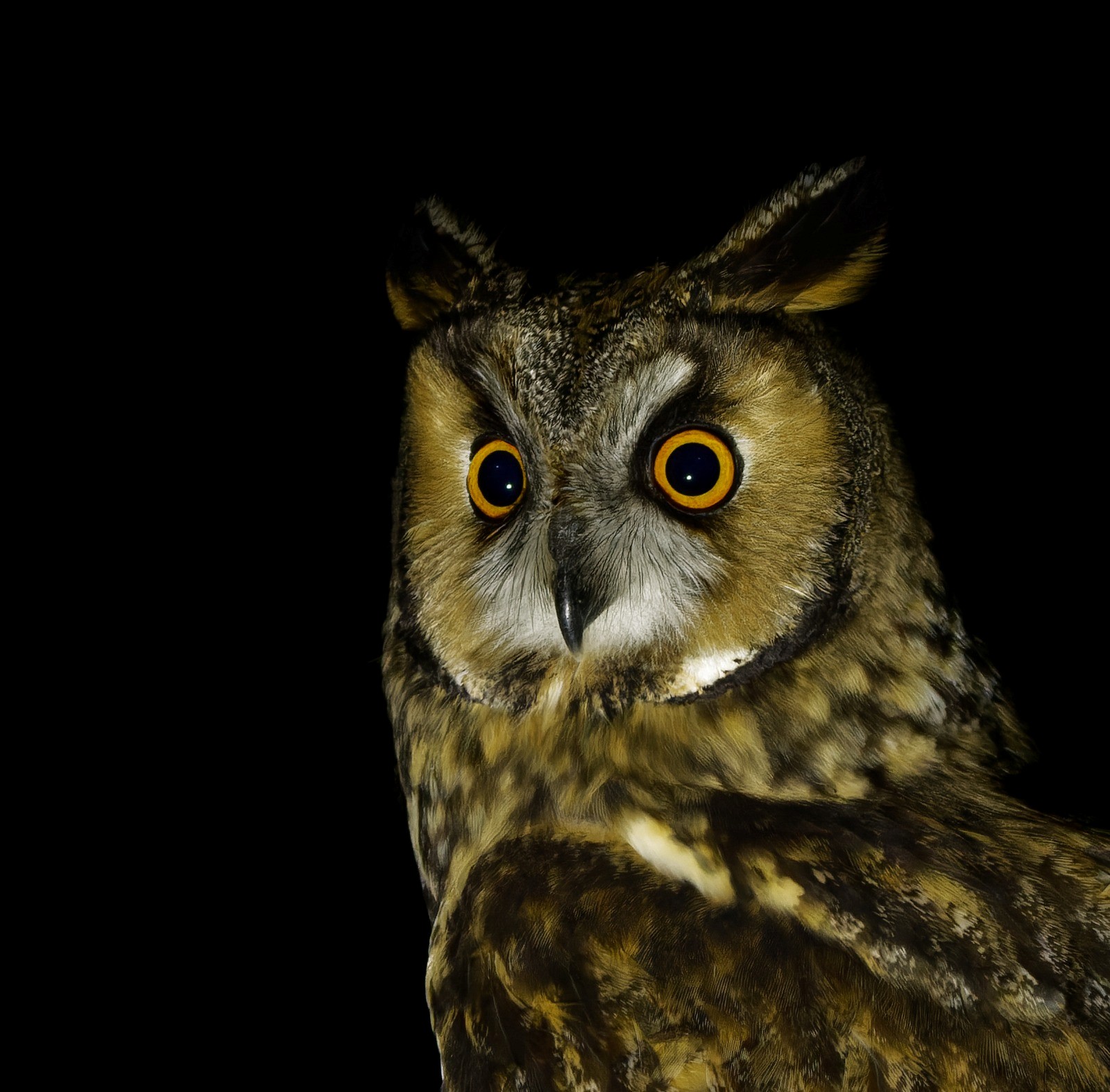 Long eared Owl Charlotte Foote