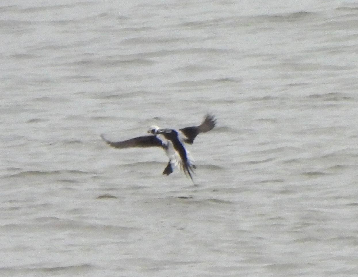 Long tailed Duck 2 John Carnell