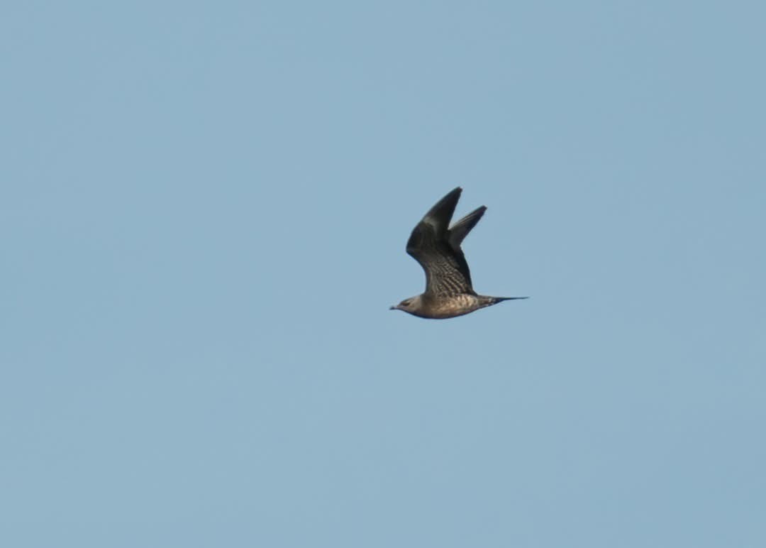 Long tailed Skua Mark Chidwick