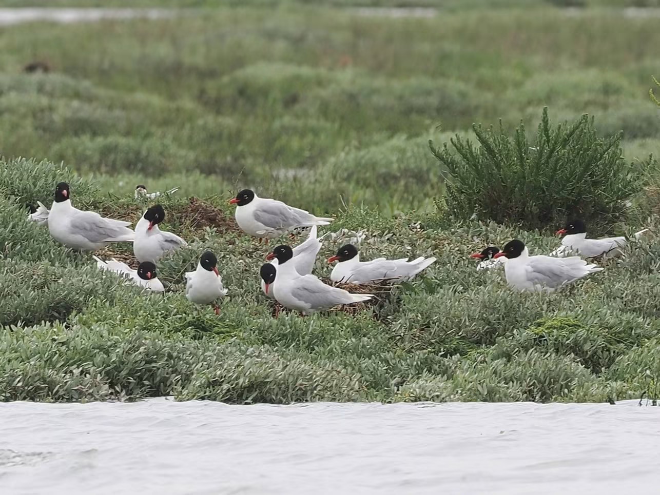 Mediterranean Gull Bob Knight