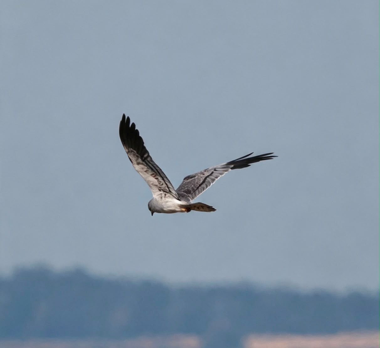 Montagus Harrier Barry Wright