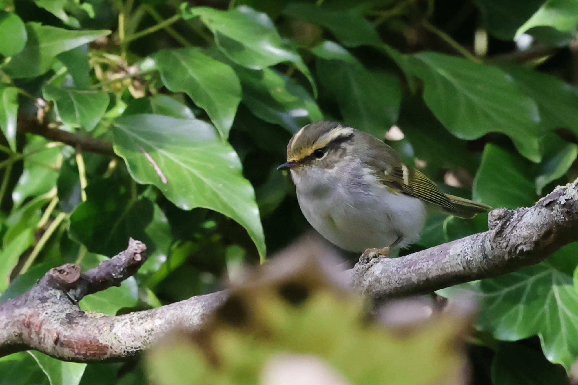Pallass Warbler Nigel Jarman