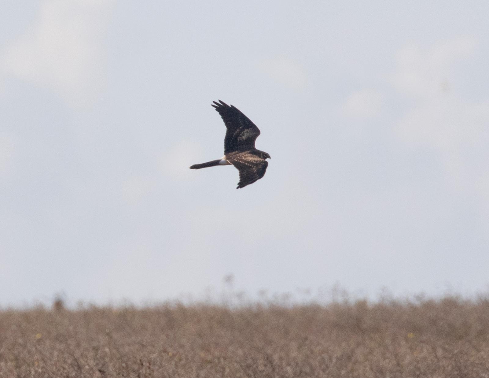 Pallid Harrier Jamie Partridge