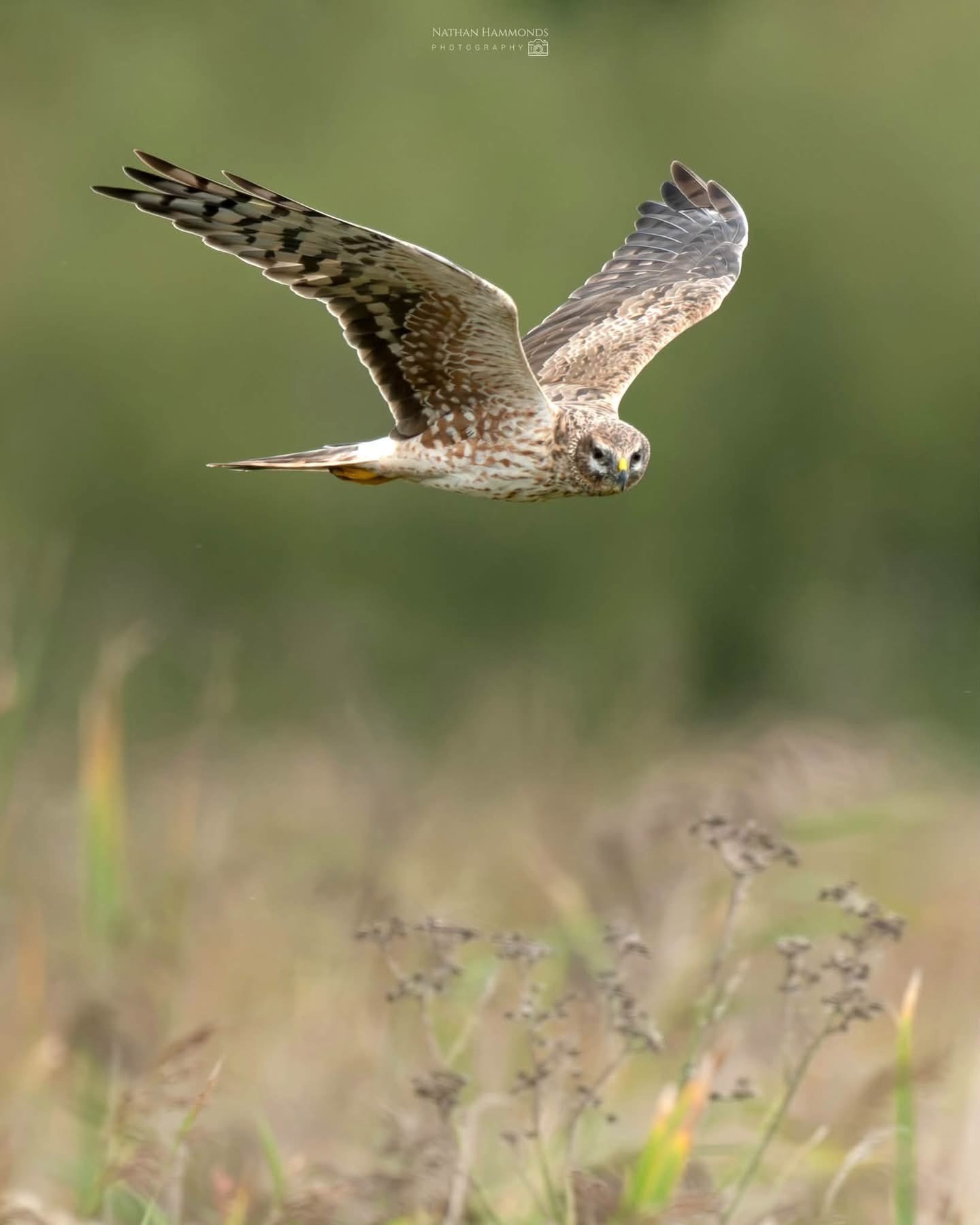 Pallid Harrier Nathan Hammonds