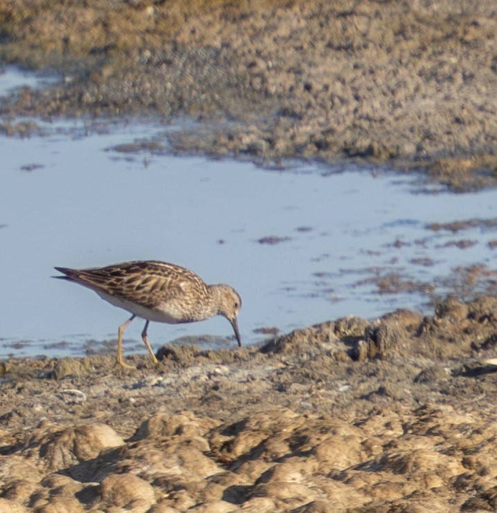 Pectoral Sandpiper Evan Atkinson