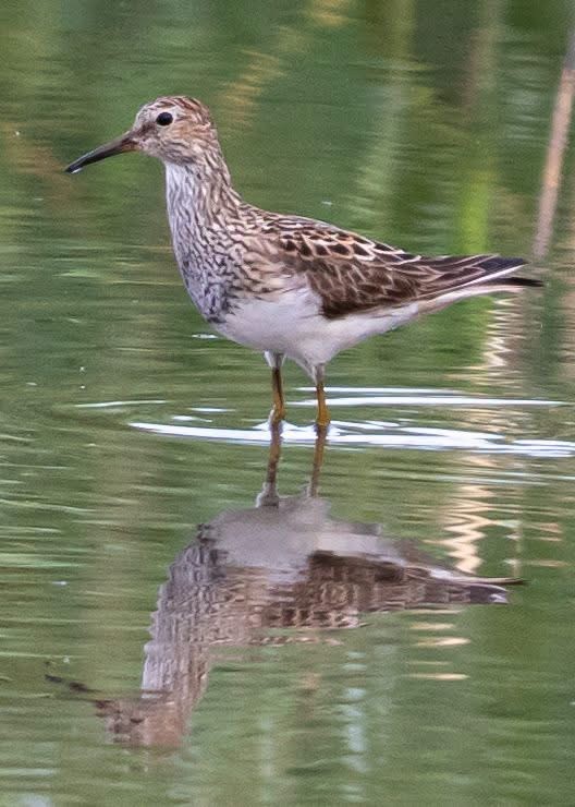Pectoral Sandpiper Josh Thompsett
