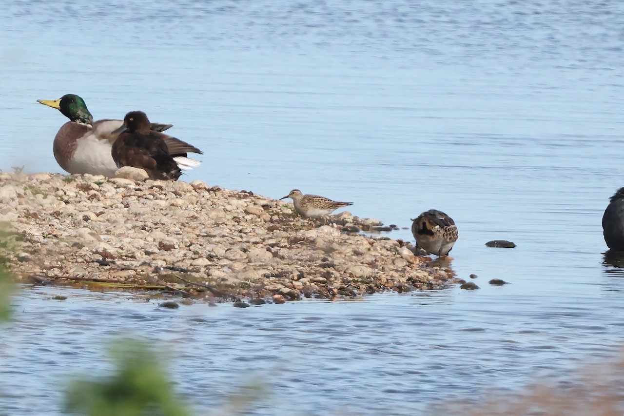 Pectoral Sandpiper Martin Casemore