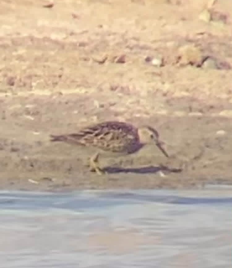 Pectoral Sandpiper Tom Cackett