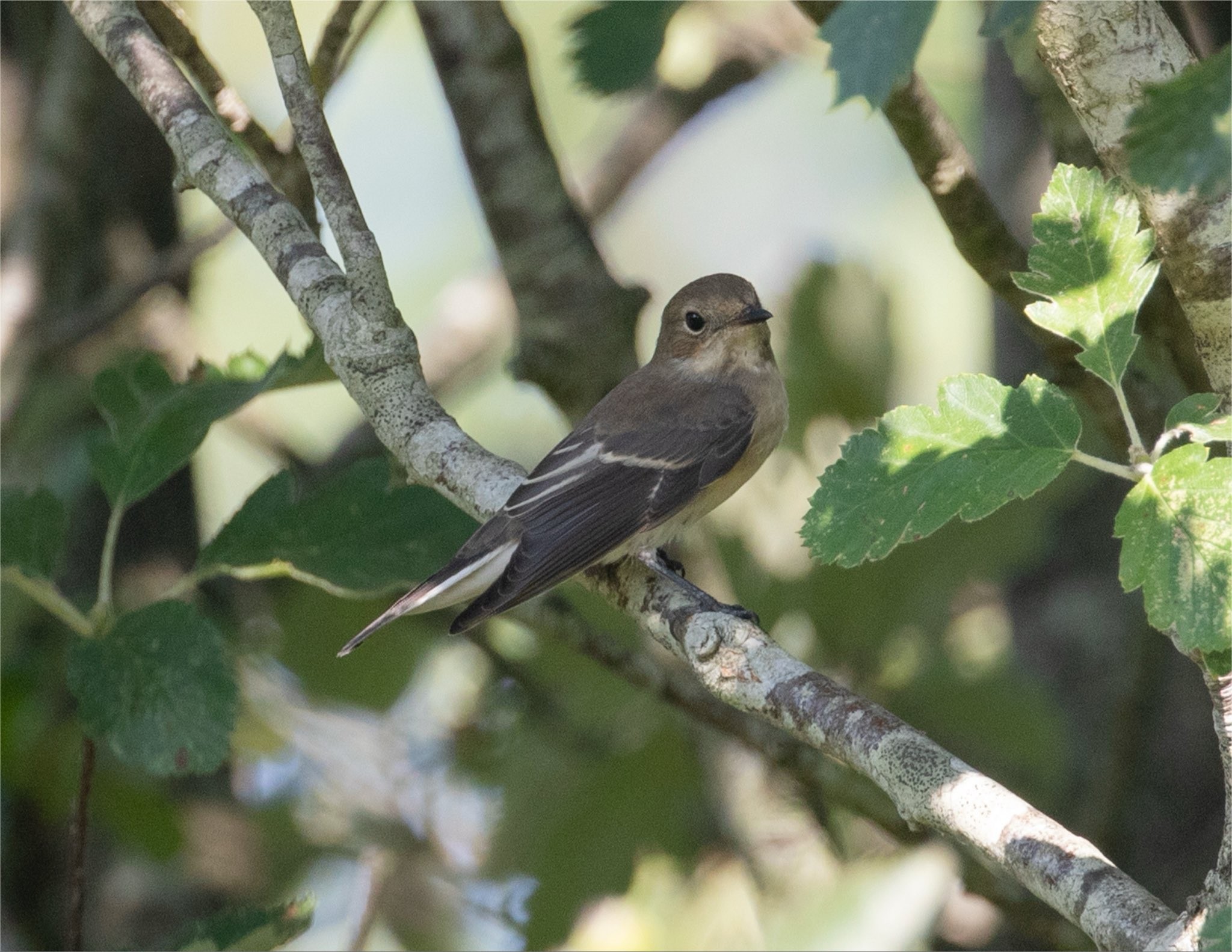 Pied Flyctacher Jamie Partridge