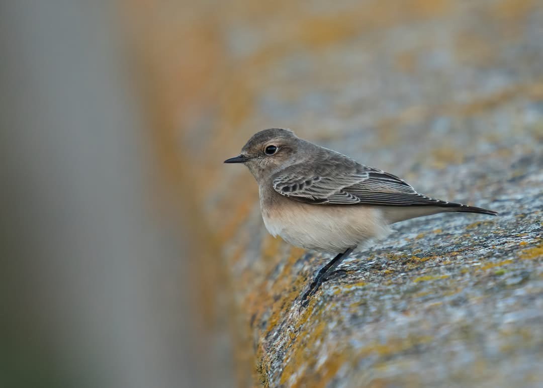 Pied Wheatear Mark Chidwick